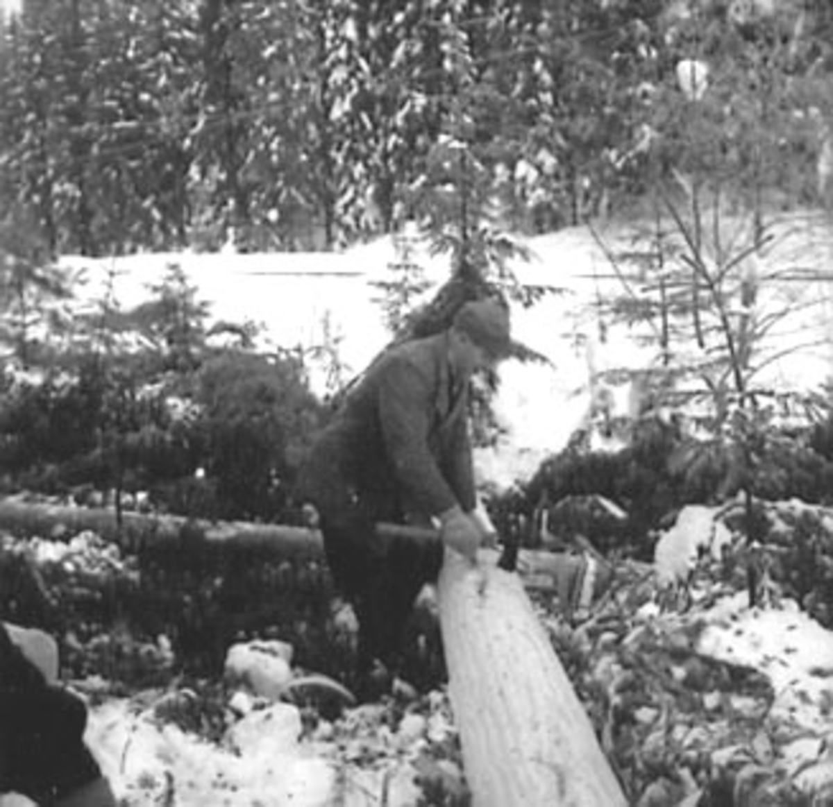 Anno Domkirkeodden, SKOGBRUK, TØMMERMÅLING, VINTER, SNEKKERSVEDRIFTA, PRESTMARKA, STANGE