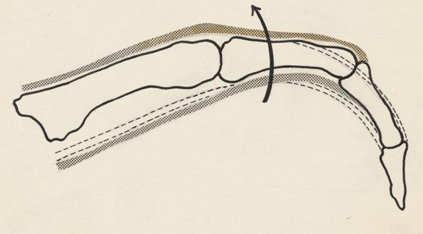 Harry de Bles, Schematic representation of the finger