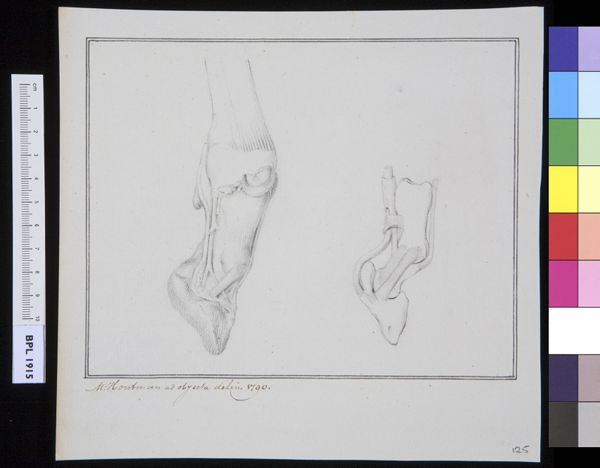 M Houtman, Unidentified subject: bovine feet