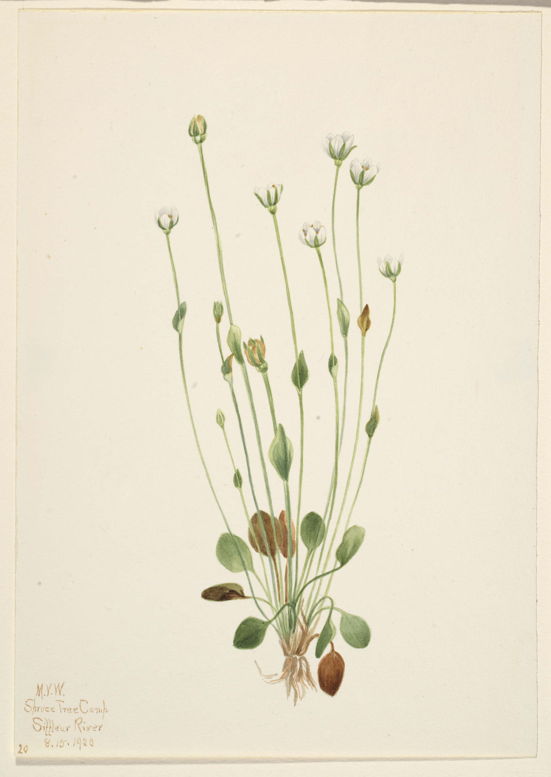 Mary Vaux Walcott, Gray Ragwort (Senecio canus)