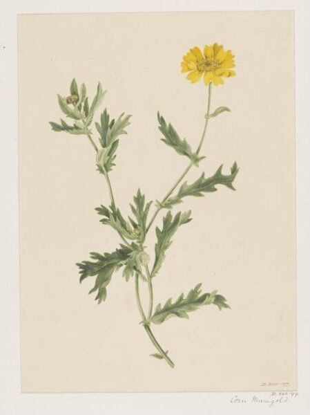 Unknown, Drawing