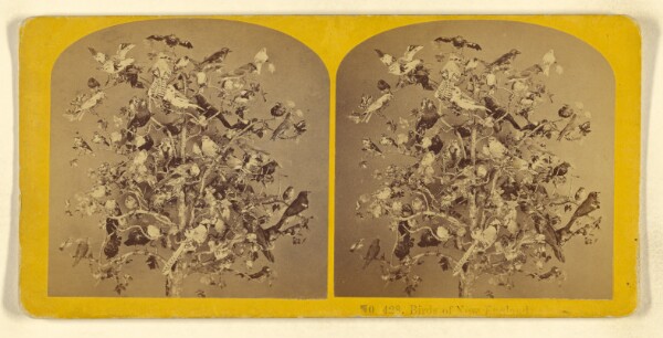 Benjamin West Kilburn, Birds of New England