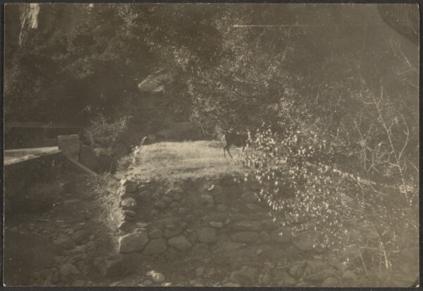 Louis Fleckenstein, [Landscape with Deer]
