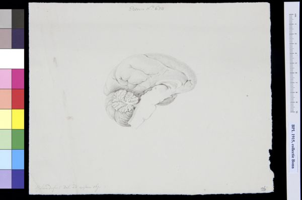 Gerard Sandifort, Brain