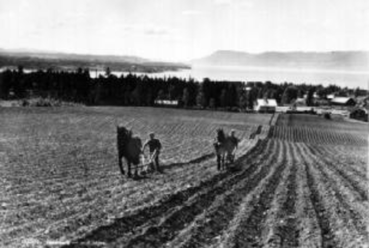 Anno Domkirkeodden, Hypping av poteter. Tospann hester. Hol gård, Furnes.