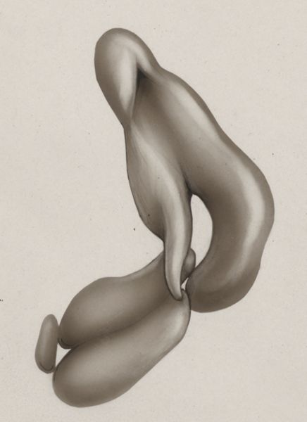 J Tinkelenberg, Embryonic heart