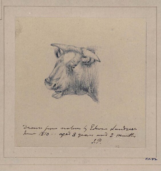 Edwin Landseer, Drawing of a bull