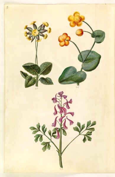 Hans Simon Holtzbecker, Primula veris (hulkravet kodriver); Caltha palustris (eng-kabbeleje); Corydalis cava (hulrodet lærkespore)