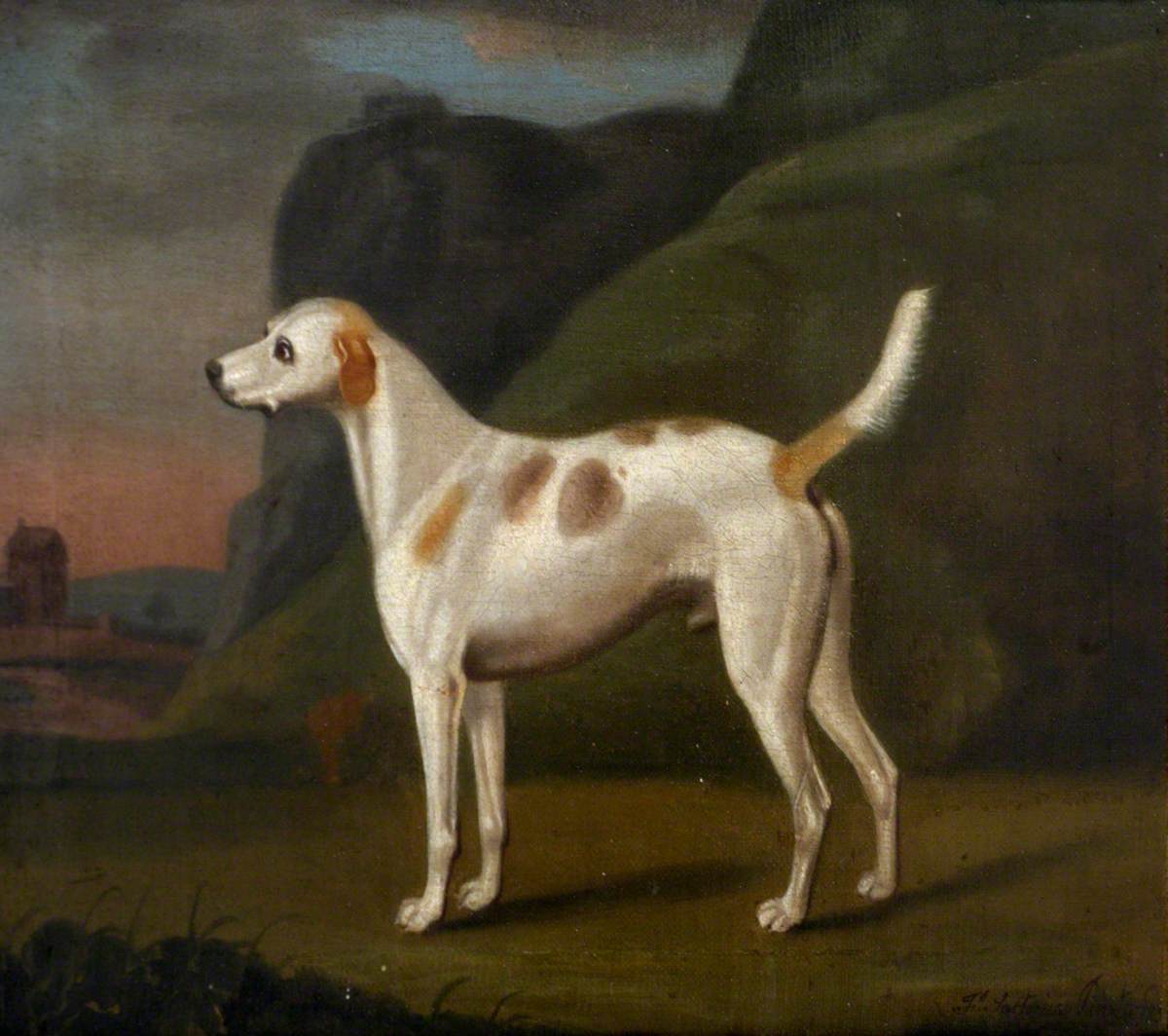 Francis Sartorius, A White Dog with Brown Spots