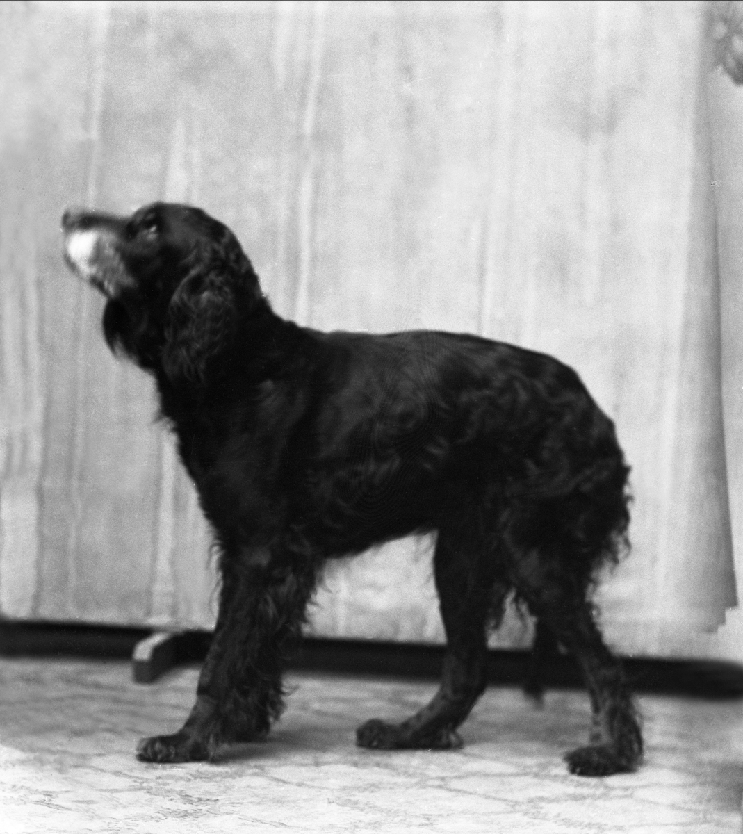 Gustav Borgen, NFB.56154