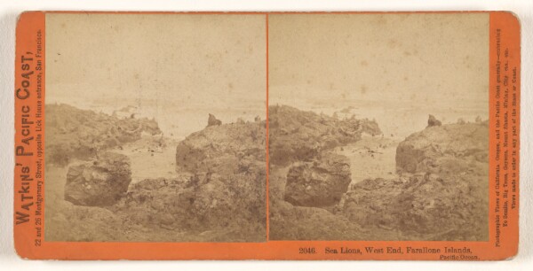 Carleton Watkins, Sea Lions, West End, Farallone [sic] Islands, Pacific Ocean.