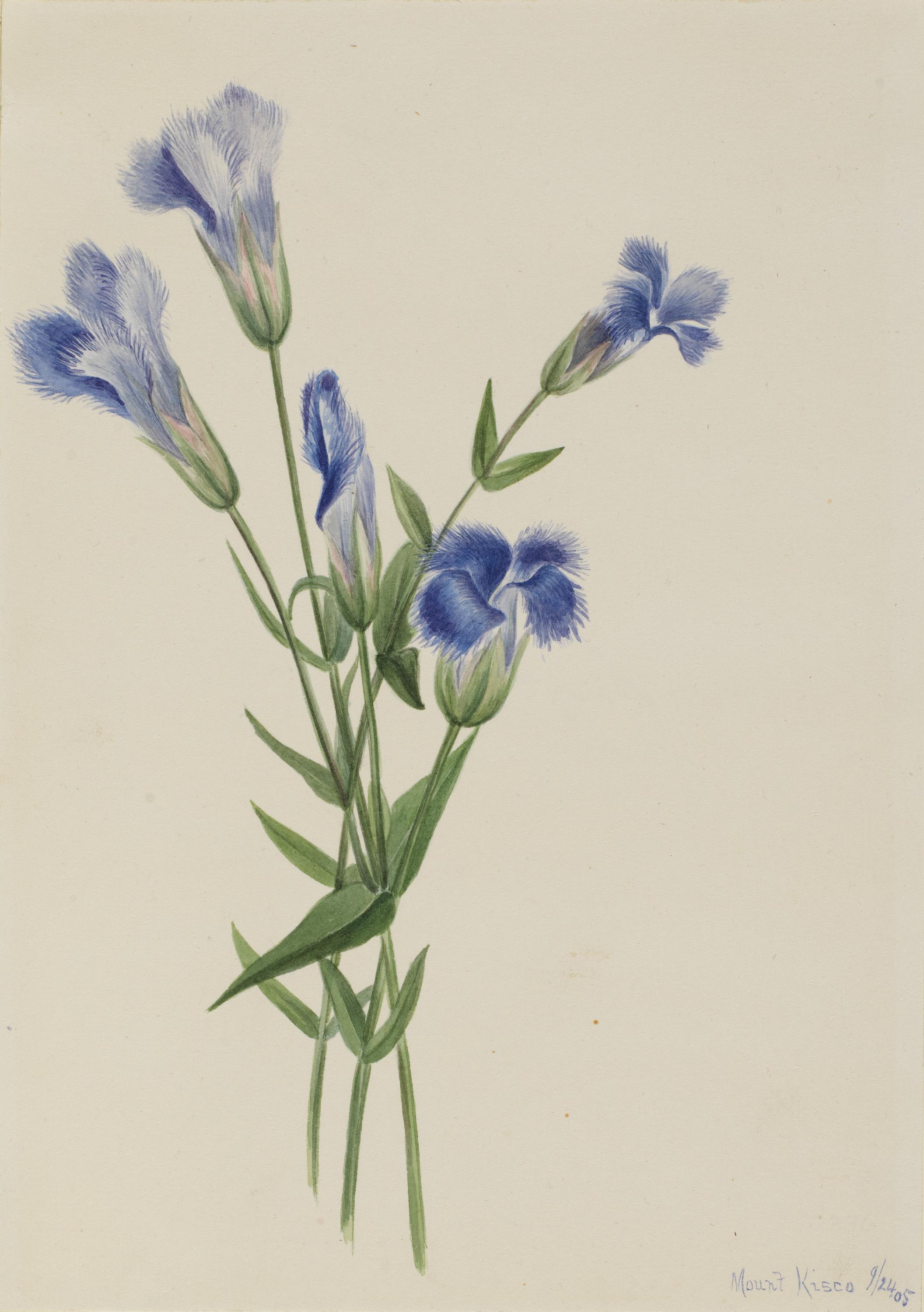Mary Vaux Walcott, Fringed Gentian (Gentiana crinita)