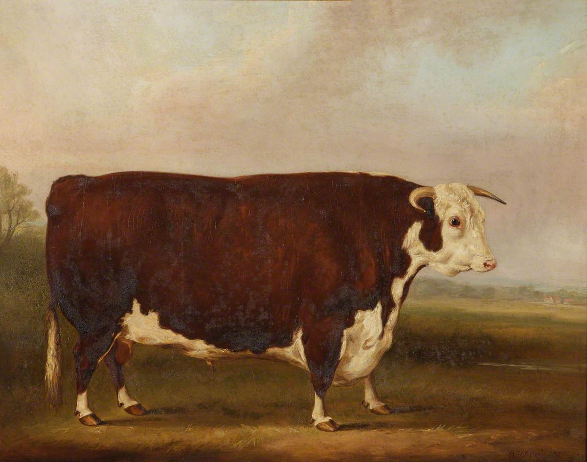 William Henry Davis, Hereford Bull