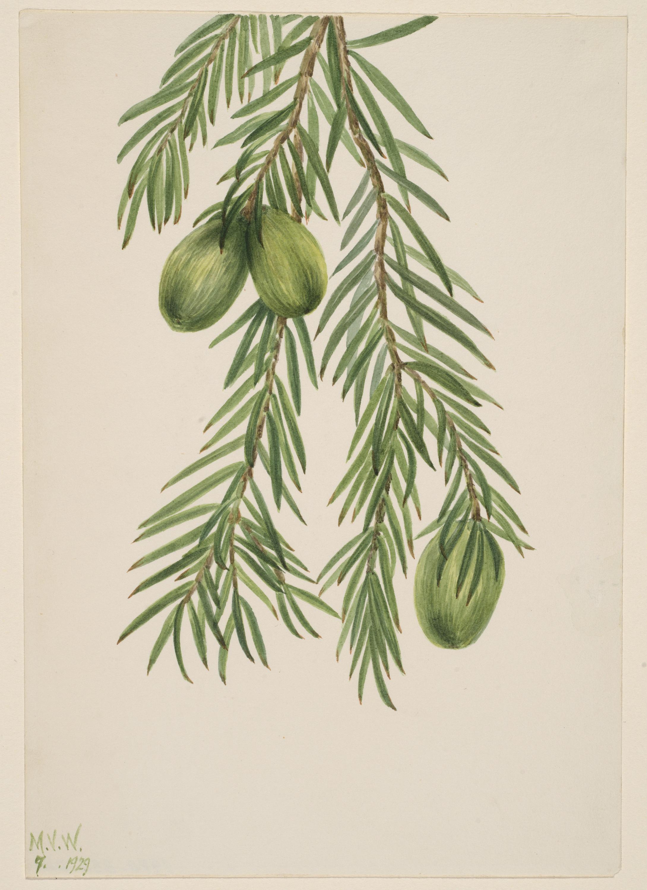 Mary Vaux Walcott, California Nutmeg (Tumion californicum)
