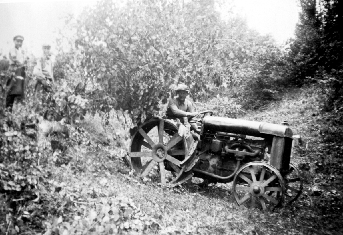 Anno Domkirkeodden, Kristian Lunde driver nyrydding med en Fordson traktor på Kjelsrud, Helgøya. Drar her opp hasselkjerr.