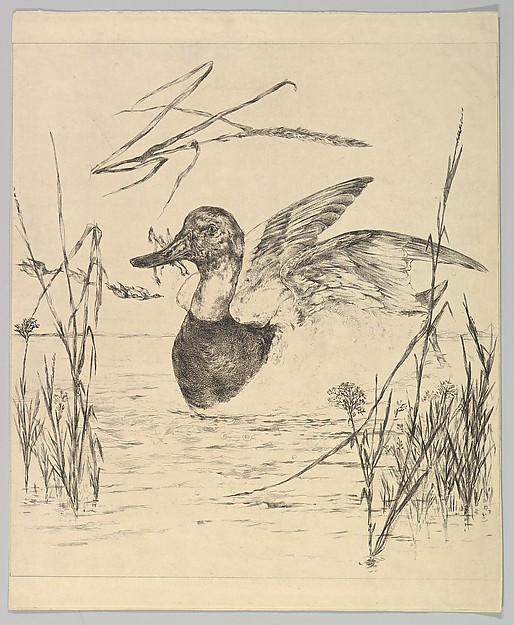 Félix Bracquemond, Duck