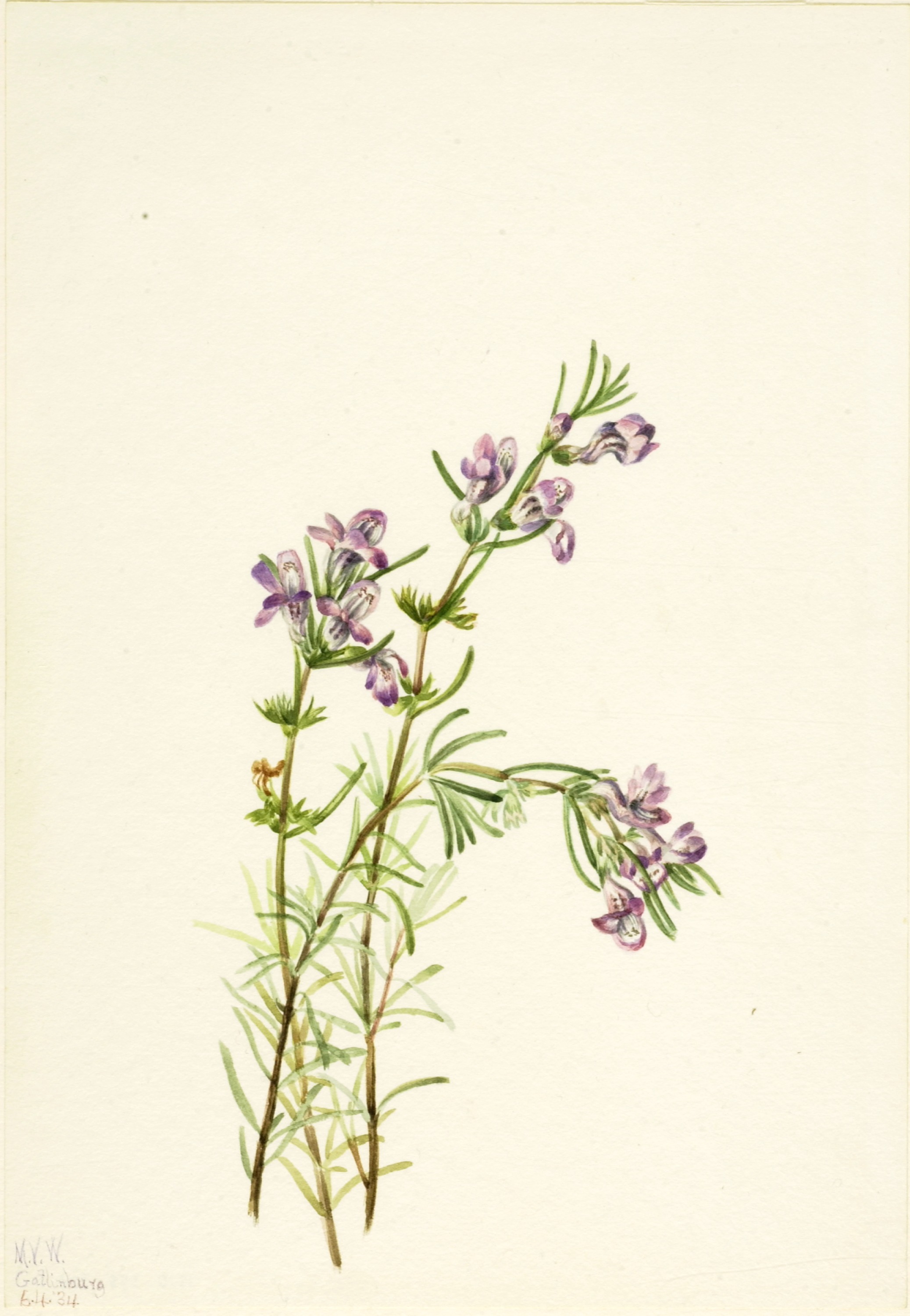 Mary Vaux Walcott, Conradina verticillata