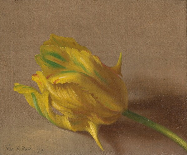 George Henry Hall, Tulip