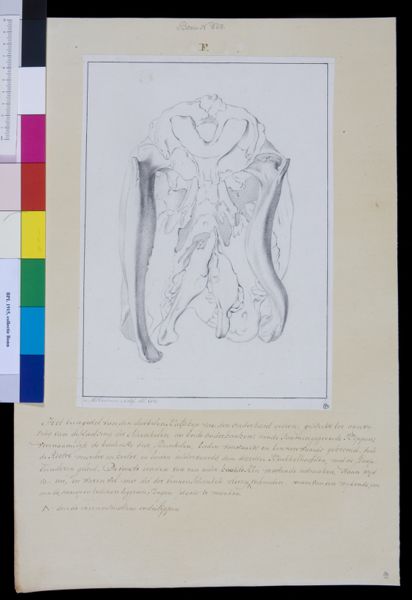 M Houtman, Animals: skull of calf with two heads