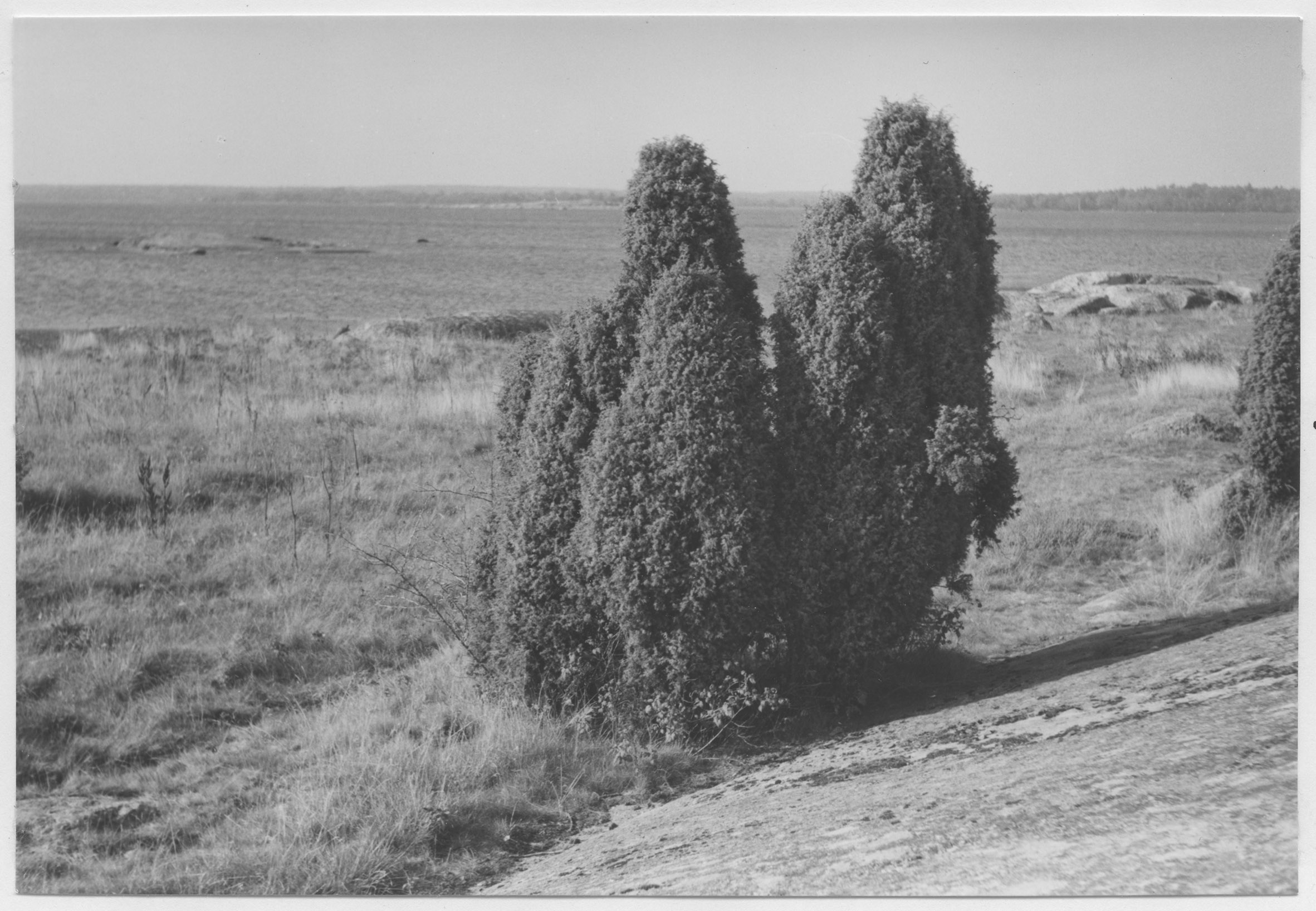 Mårten Sjöbeck, Gökalv