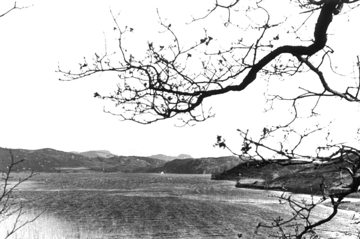 Anna Grostøl, Oversiktsbilde over Sundet i Stokke med svaner, 1938-39.