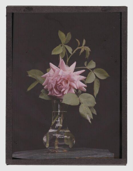 Unknown, Pink rose
