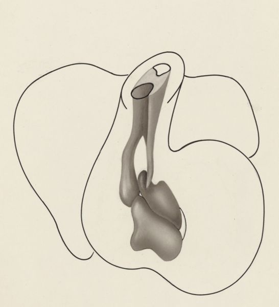 J Tinkelenberg, Schematic representation of a part of the heart of an embryo