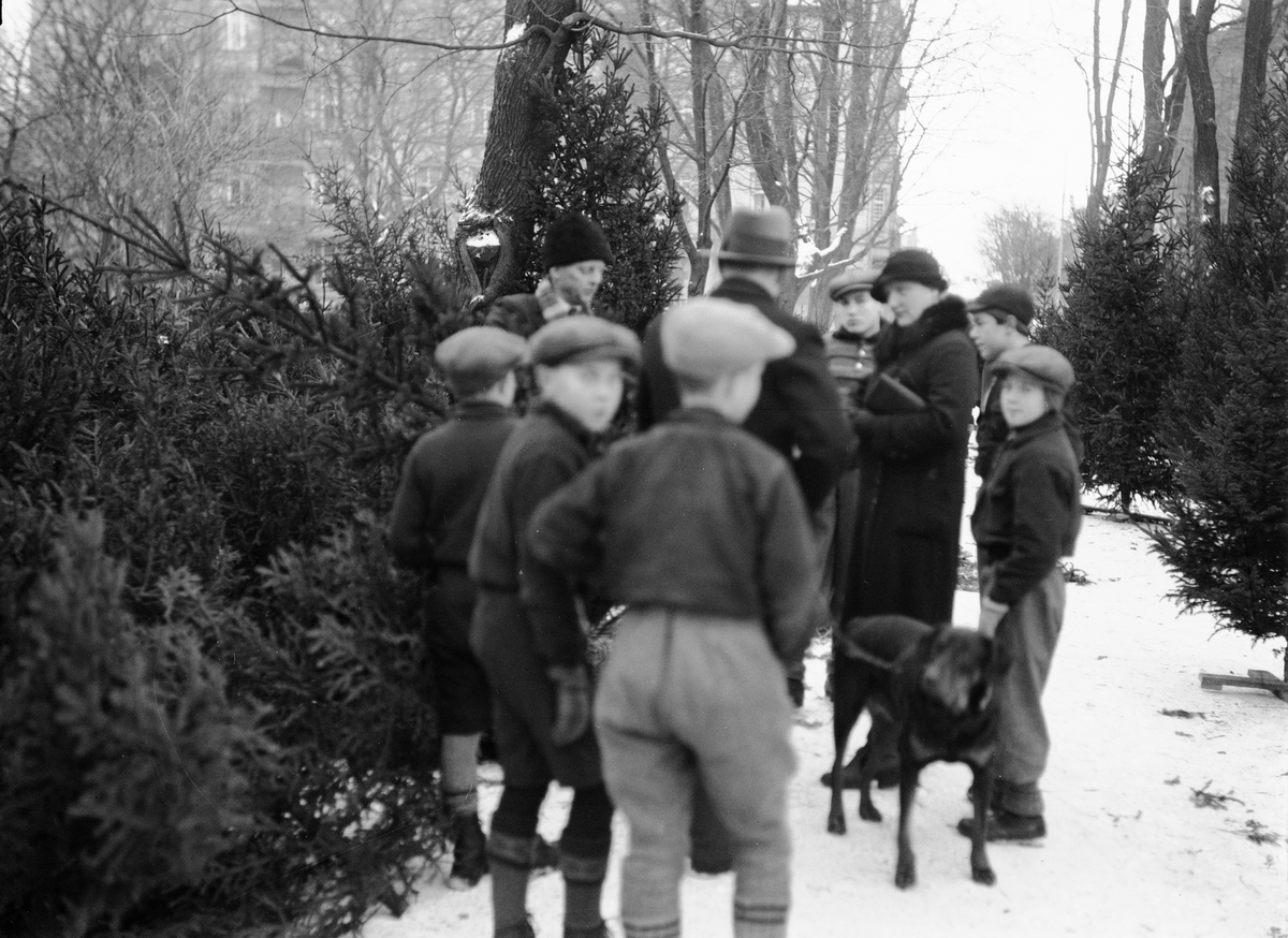 Paul Sandberg, Julgransförsäljning i Vasaparken, Uppsala 1934
