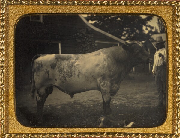 Unknown, [Herdsman with bull]