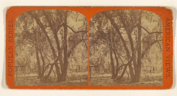 Edward and Henry T. Anthony & Co., Tocoi. Wild Grape Vines. [on the St. Johns River, Florida]