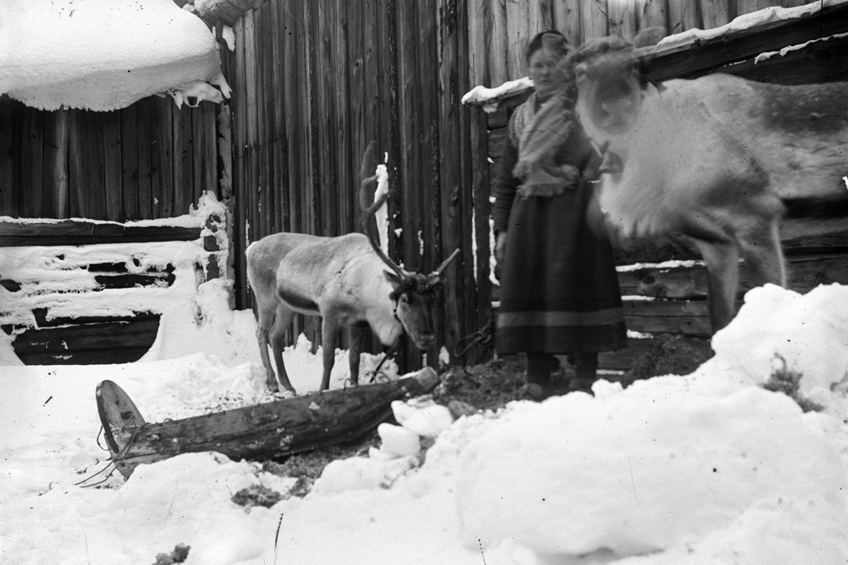 Johannes Larsen Alhaug, Røros. Ei kvinne i samekofte, Sara Paulsen? (født Nordlund) med to reinsdyr og en pulk.