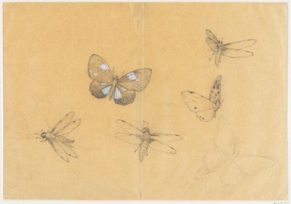 anonymous, Drawing