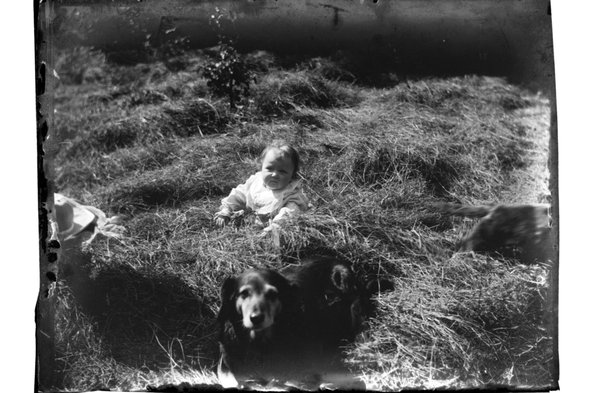 Rolf Sr. Sundt, Baby og hund leker i høyet. Antagelig fotografert 1903-04.