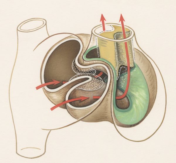 J Wetselaar-Whittaker, Circulation through human tissue