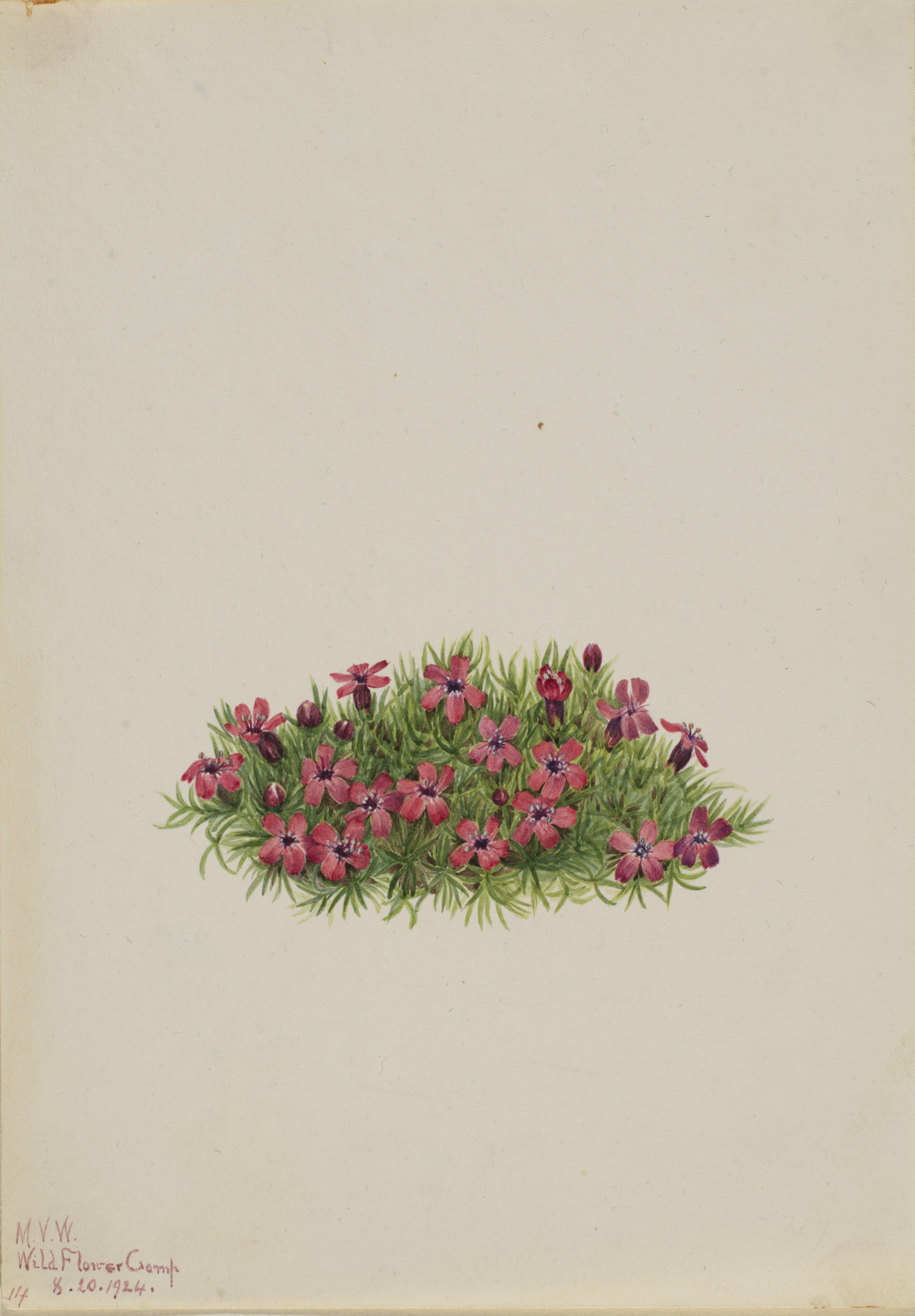 Mary Vaux Walcott, Moss Campion (Silene acaulis)