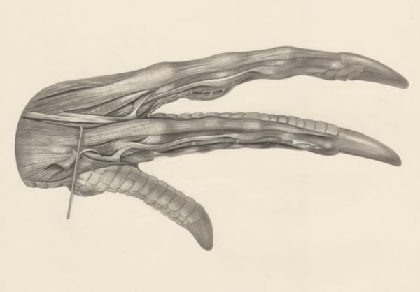 H.G Wetselaar, Muscular tissue of a lizards upper extremities