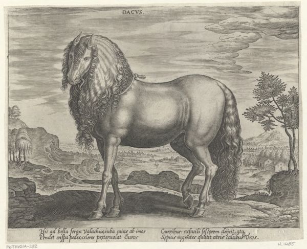 Collaert, Hans, (approximately 1530-1581), (printmaker), The stable of Don Juan of Austria: Dacus