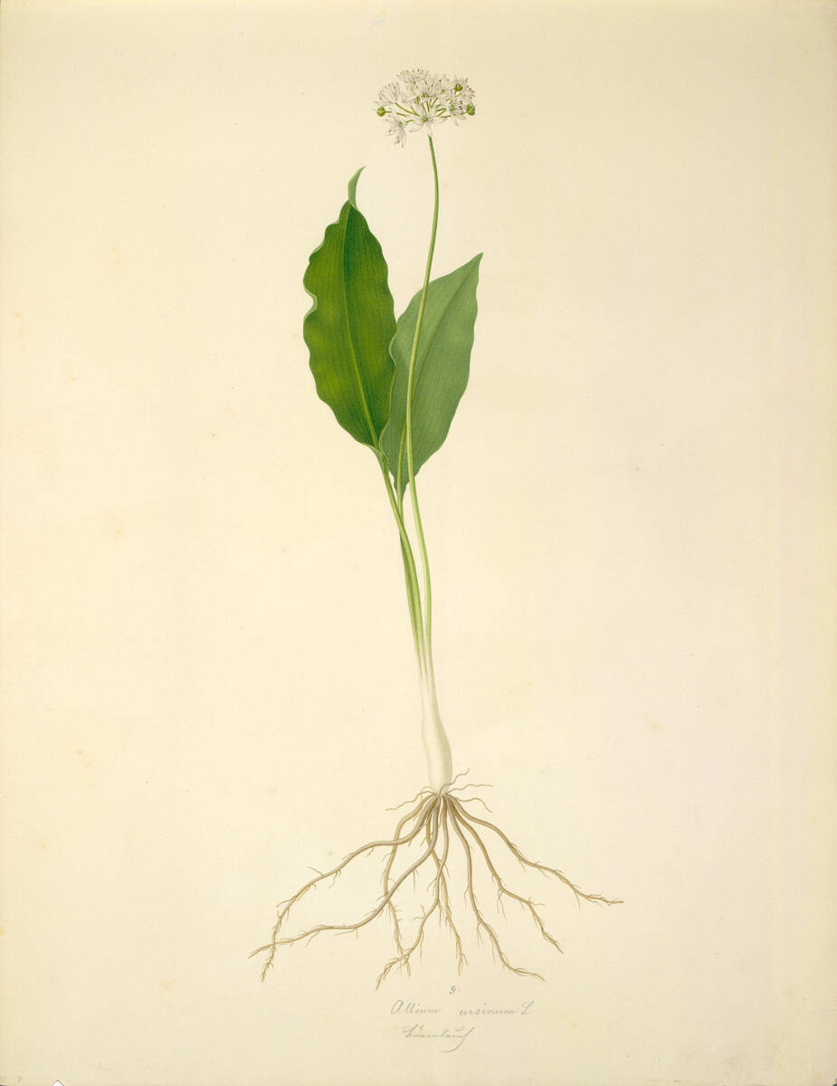 AugustRokert, Allium ursinum L - Bärlauch