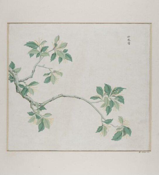 Unknown, Zhen Zhu lan