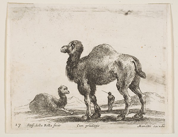 Stefano della Bella, Camels, plate 17 from "Various Animals" (Diversi Animali)