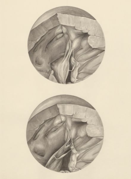 H.G Wetselaar, Two microscopic magnifications of parts of the heart