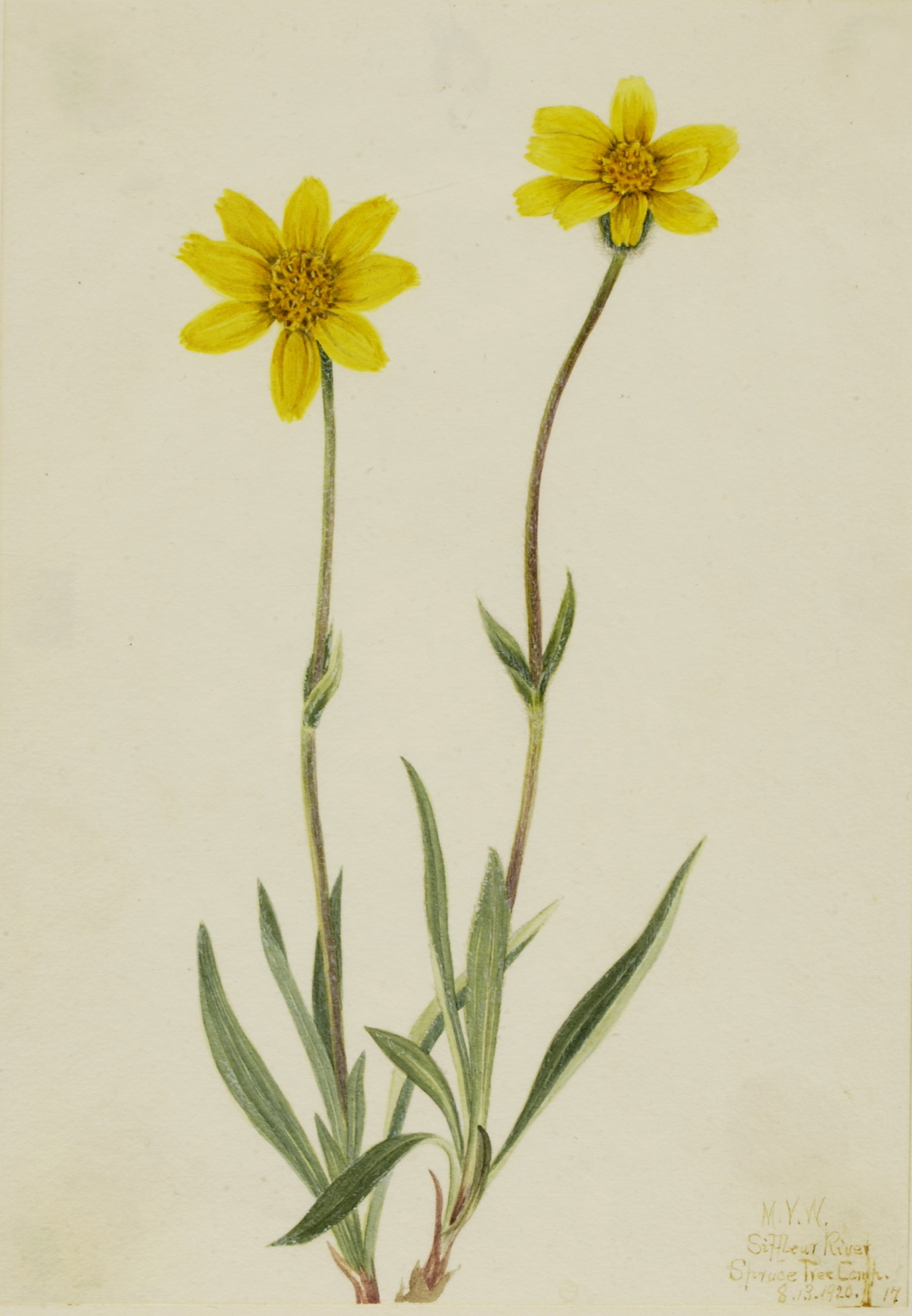 Mary Vaux Walcott, Woolly Arnica (Arnica tomentosa)