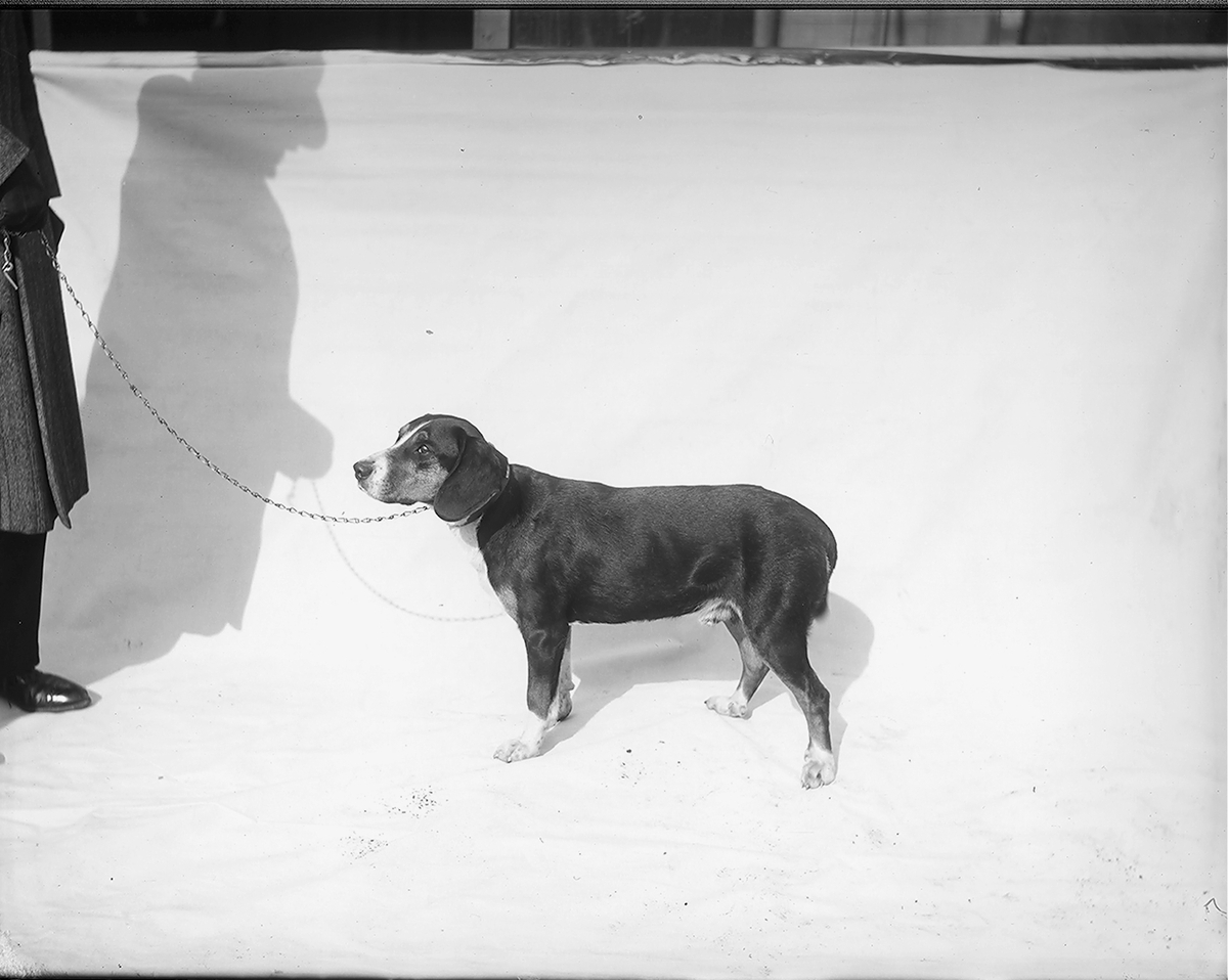Anders Beer Wilse, Prot: Hund for Hr Borge