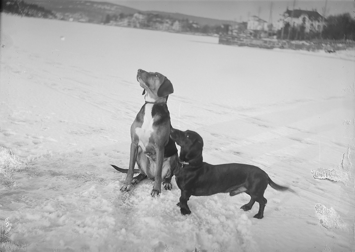 Anders Beer Wilse, Prot: Harald Pettersens Hunde