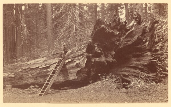 Carleton Watkins, [The Father of the Forest Calaveras Grove]