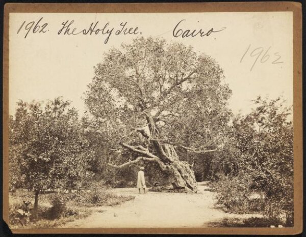 Francis Frith, The Holy Tree.  Cairo