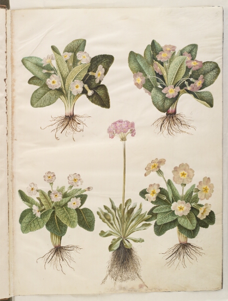 Hans Simon Holtzbecker, Primula vulgaris (hybrid af storblomstret kodriver); Primula farinosa (melet kodriver)