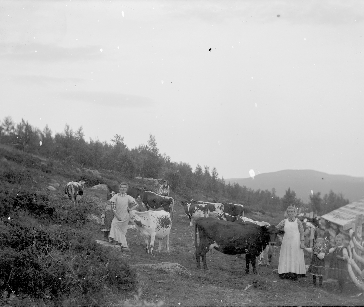 Peder J. Bredalslien, ku, seter, beite, personer, klær