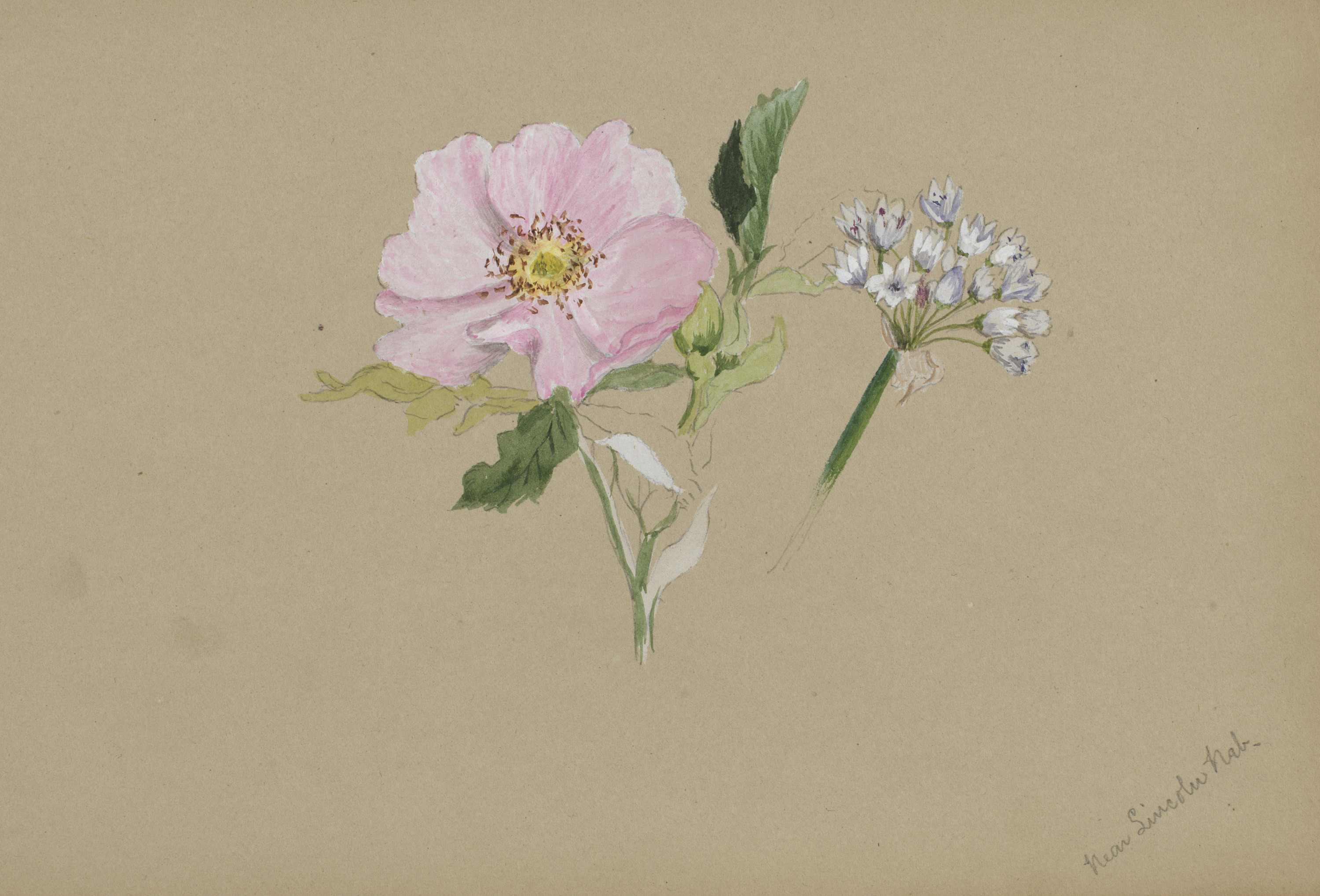 Mary Vaux Walcott, (Untitled--Flower Study)