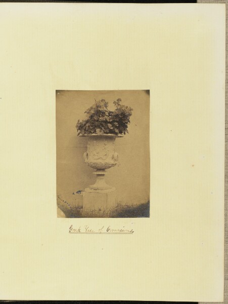 Unknown, Greek Vase of Geraniums